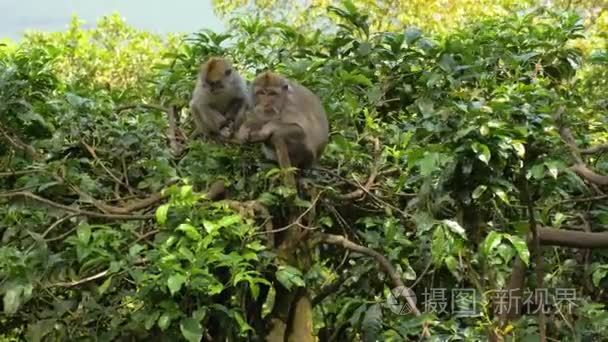 巴厘岛森林里的猴子视频