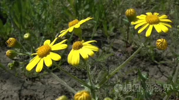 春天: 野生植物千里的黄色花朵