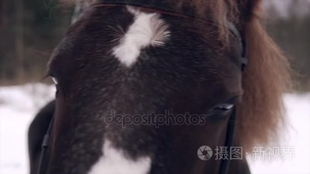 一匹深褐色的马的眼睛视频