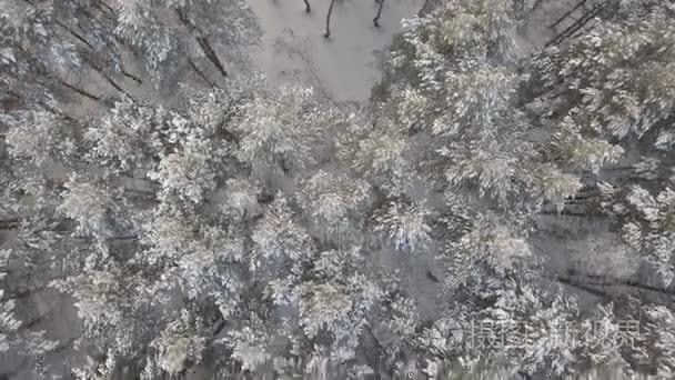 冬季松树林的空中影像视频