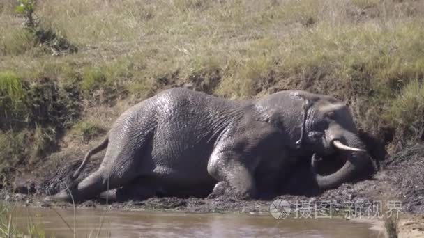 大象从泥浴站立了视频