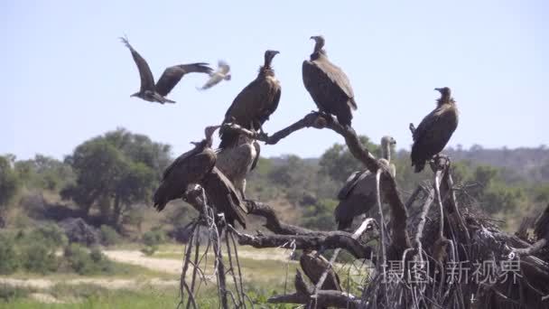栖息秃鹫委员会视频