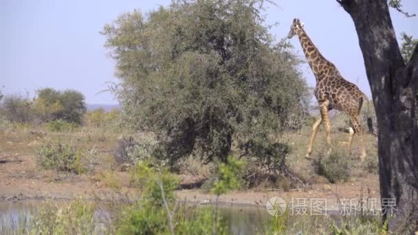 一只长颈鹿在树后漫步的一瞥视频