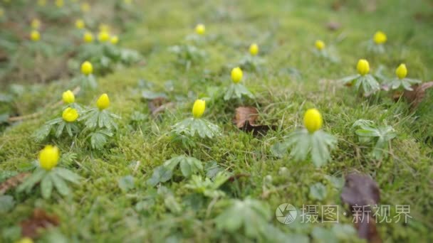 盛开的野花视频