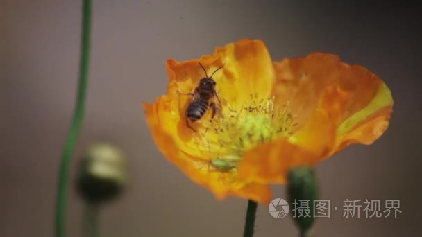 蜜蜂坐在橙花微距拍摄视频