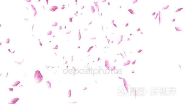 飘落和旋转的粉红色玫瑰花瓣在白色背景。情人节慢动作高清动画  关闭