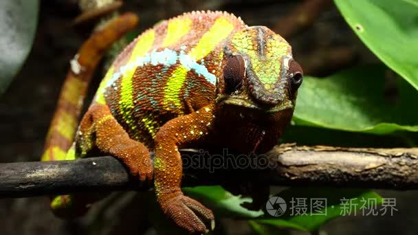 黑豹变色龙 Furcifer pardalis 是在马达加斯加东部和北部的热带森林生物群落中发现的变色龙种类。另外, 它被介视频