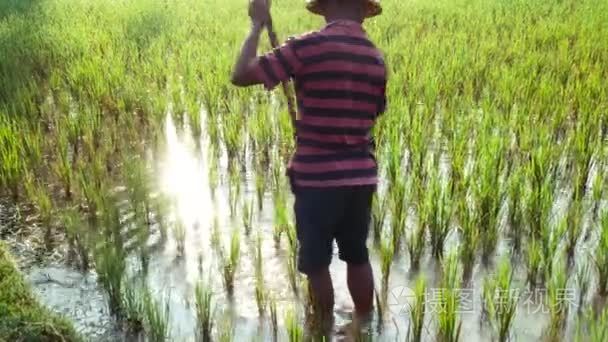 印尼巴厘岛农民在稻田工作视频