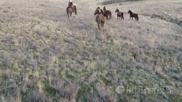 照相机与奔跑的马群一起飞行视频