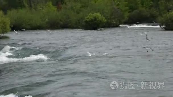 看海鸥飞越湍急的急流  坐在尼亚加拉大河前美国瀑布从山羊岛与绿岛的背景下  在一个晴朗的日子