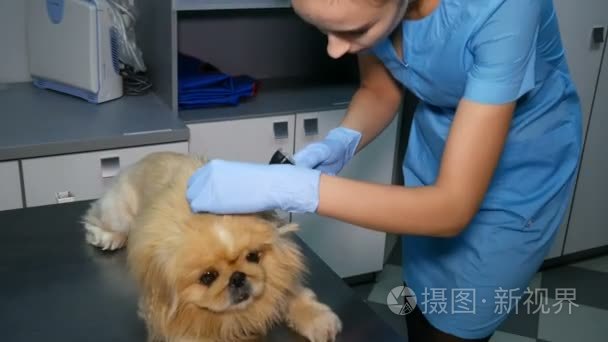 兽医检查狗的耳朵在体检视频