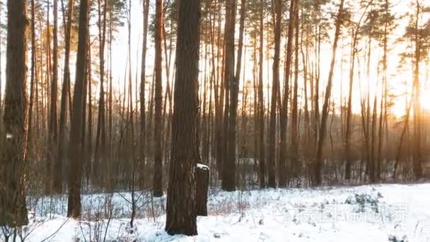 美丽的日落日出阳光明媚的冬雪针叶林视频