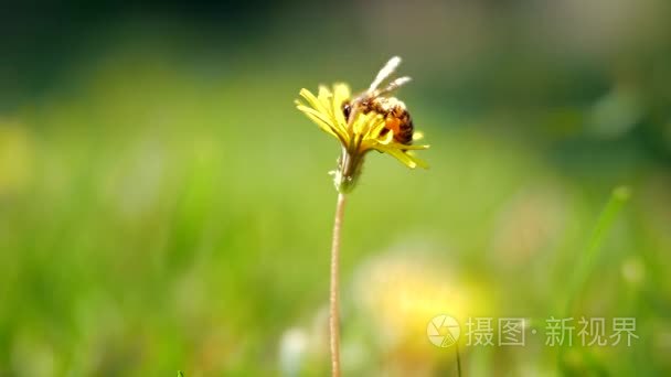 蜜蜂在蒲公英上采集花朵的灰尘视频