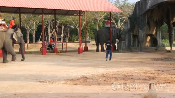 芭堤雅, 泰国2017年12月25日 大象村庄。不同的大象在他们的后面驾驶游人视频
