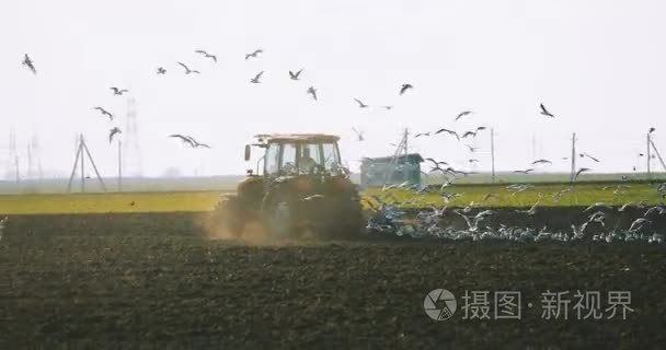 群鸟海鸥飞在拖拉机在春天犁字段后面。农业季节的开始视频