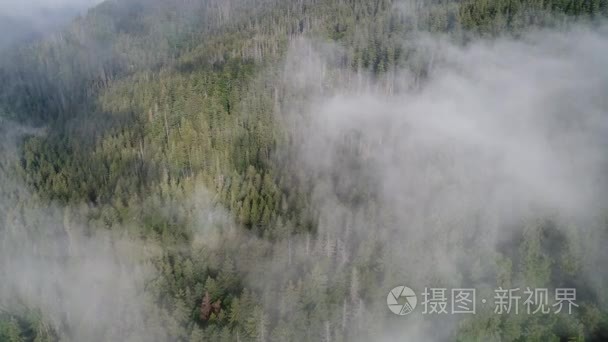 飞越高山  松树林在美丽的云彩。鸟瞰图