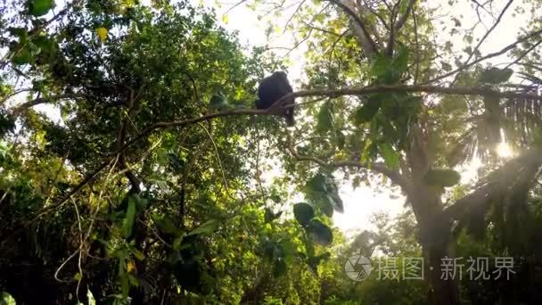 树上的西里伯斯海冠猕猴视频