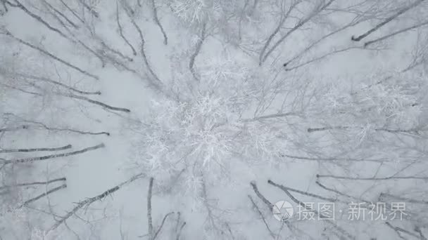 空中天桥雪盖桦木树视频