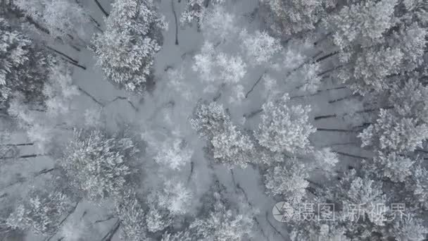 冬季松树林的空中影像视频