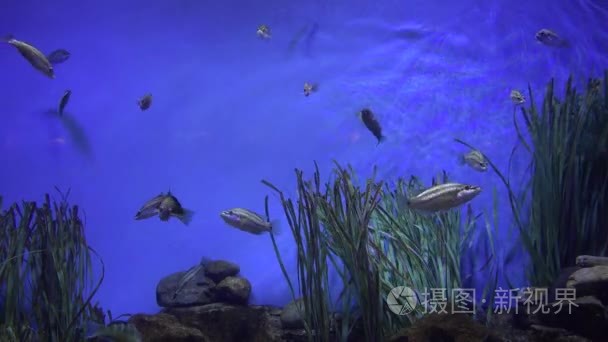 宠物鱼在水族馆游泳视频