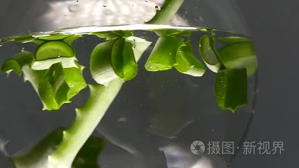 芦荟植物片水碗视频