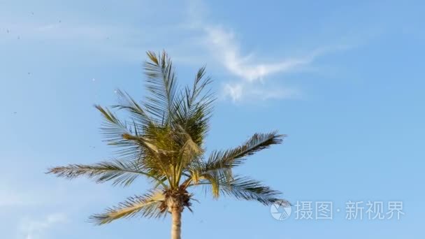 蓝天白云, 风枝大棕榈树发展, 在天空中一群海鸥飞