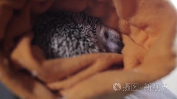 可爱的尖刺宠物刺猬藏在布橙罩视频