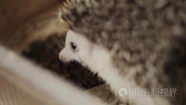 小宠物驯养刺猬吃碗中的食物视频