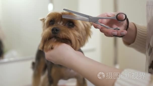 美容师剪下可爱小狗的皮毛视频