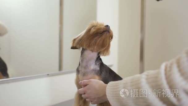 美容师干燥的可爱小狗毛皮视频