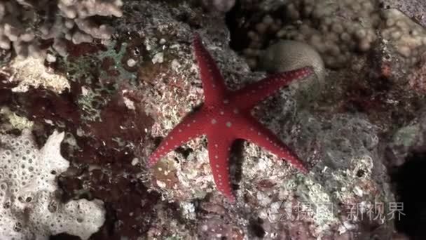海星海底红海视频