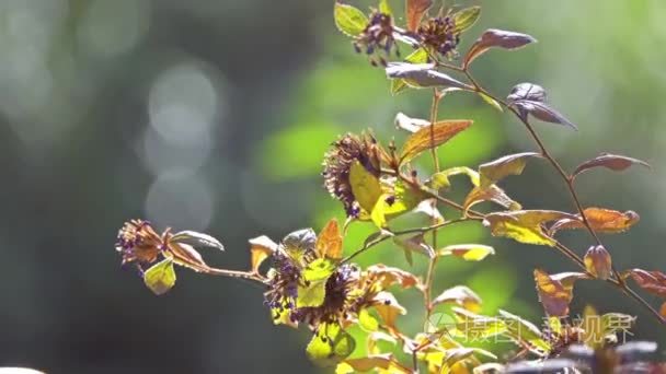 Ceratostigma willmottianum 是中国西部和西藏的 Plumbaginaceae 家族中的一种开花植物。