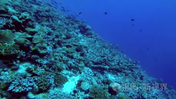 Yellowback Fusilier 的学校在印度洋, 马尔代夫游泳超过最高的珊瑚礁