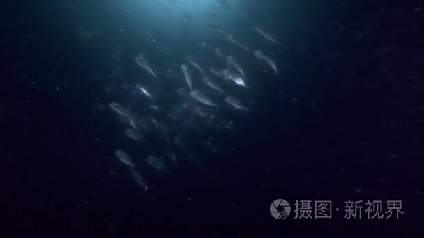 鲭鱼学校在夜间喂浮游生物视频