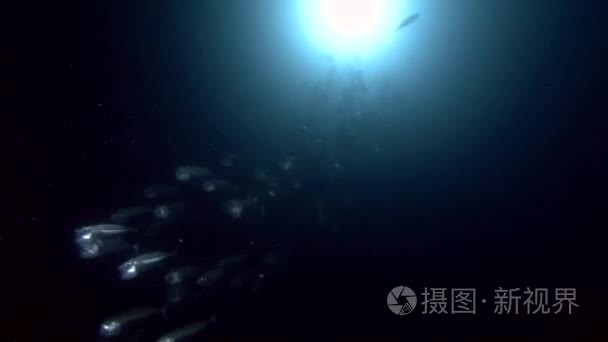 鲭鱼学校在夜间喂浮游生物视频