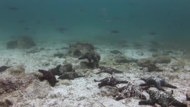 加拉帕戈斯海底海星视频