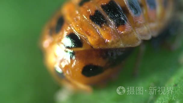 昆虫宏观 二龄发育期瓢虫甲虫在绿叶上的研究