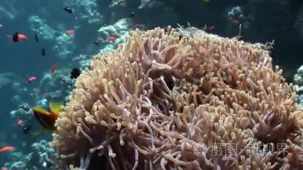 红海水下海葵小丑鱼视频