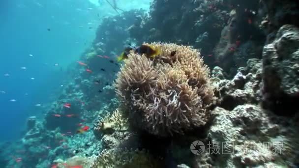 红海水下海葵小丑鱼视频