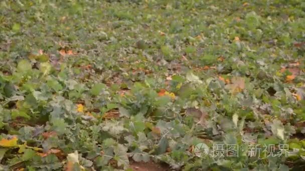 带油菜植株叶片的绿场填充框架视频