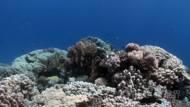 珊瑚鱼在干净的蓝色背景下红海视频