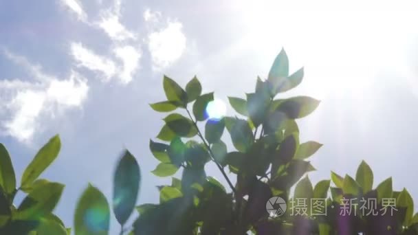 植物叶子和阳光照射的天空视频