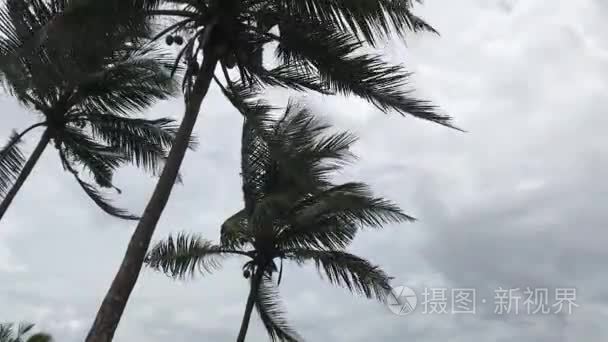 多云的天空背景下的棕榈树视频