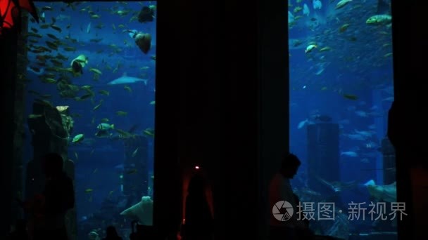 在迪拜观看大型水族馆的人们视频