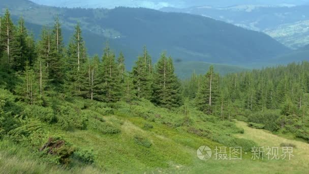 冷杉森林在山腰反对山风景视频