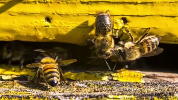 蜜蜂守卫蜂巢的入口视频