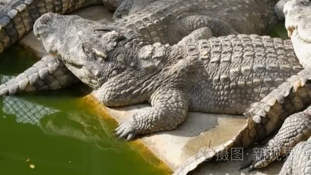 许多大鳄鱼在湖岸边休息视频