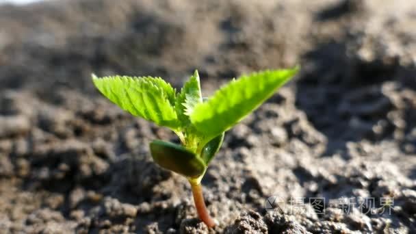 从骨头发芽的一棵幼树。灌溉和浇水的萌芽。发芽的绿色植物向上延伸