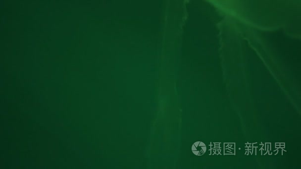 水母在变幻的水族灯中飞翔视频