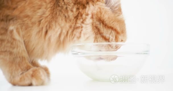 可爱的生姜猫从透明的玻璃碗研磨牛奶。毛茸茸的宠物喝可口的饮料